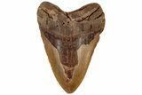 Very Heavy, Fossil Megalodon Tooth - Monster Meg Tooth #199692-1